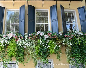 Lovely window boxes will make you feel creative and alive! (Opinion of the author and not necessarily of the Lankville Daily News)
